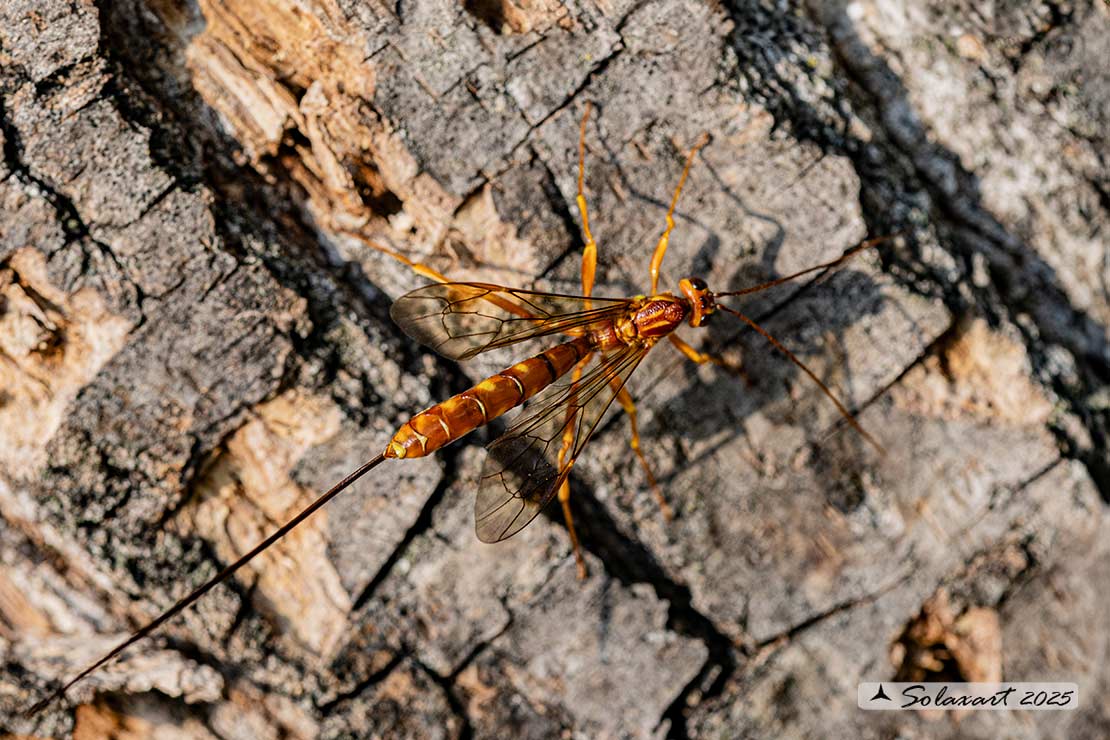 Megarhyssa vagatoria
