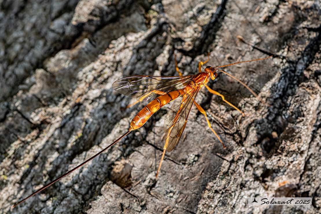 Megarhyssa vagatoria