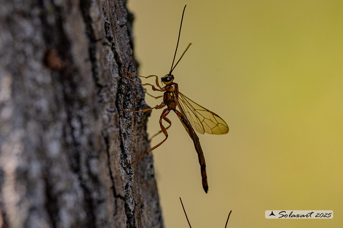 Megarhyssa vagatoria