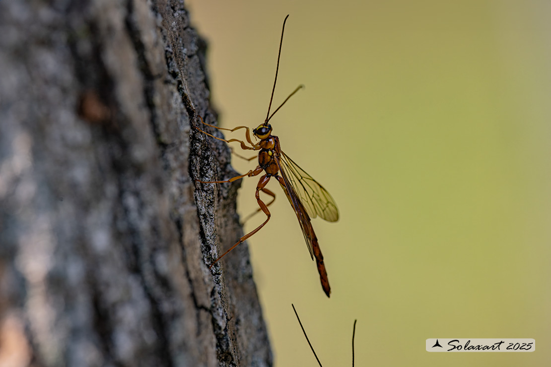 Megarhyssa vagatoria