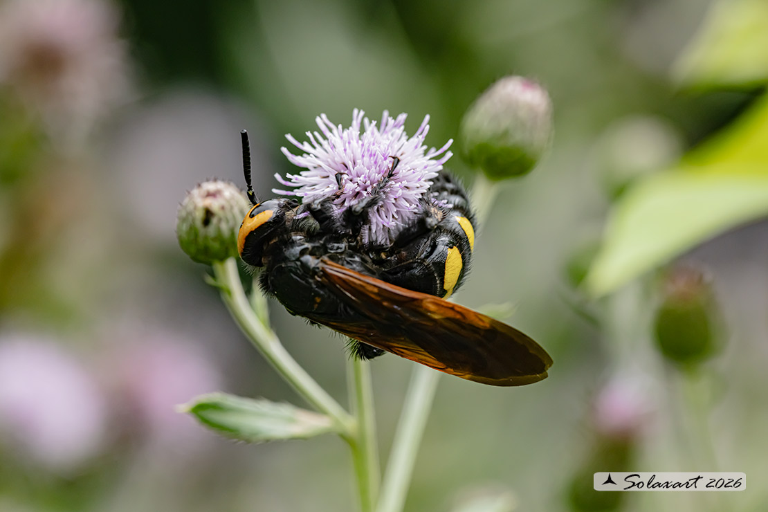Megascolia Maculata Flavifrons