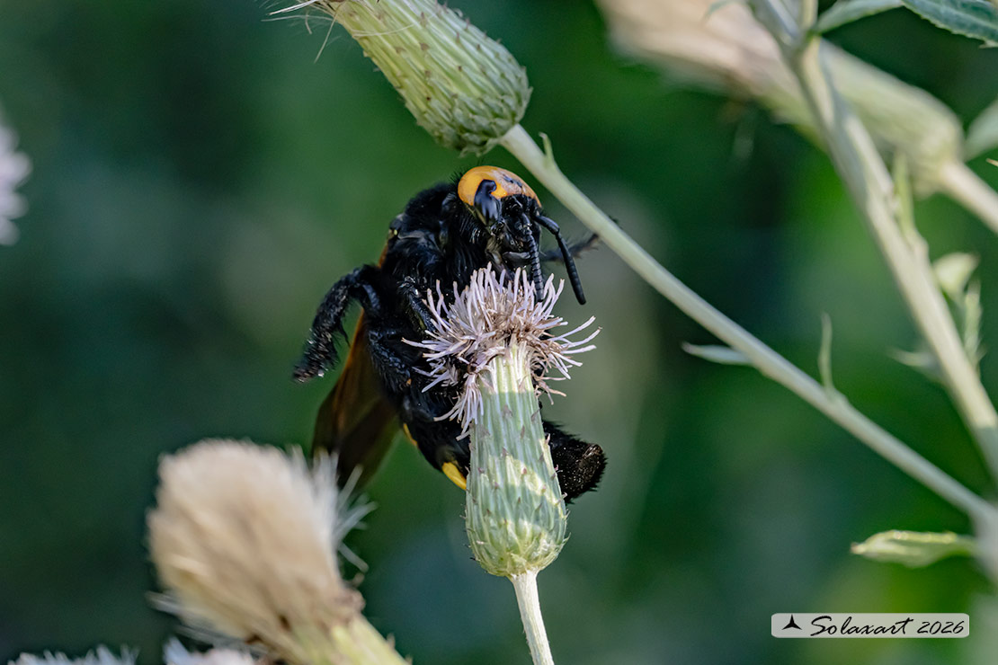 Megascolia Maculata Flavifrons