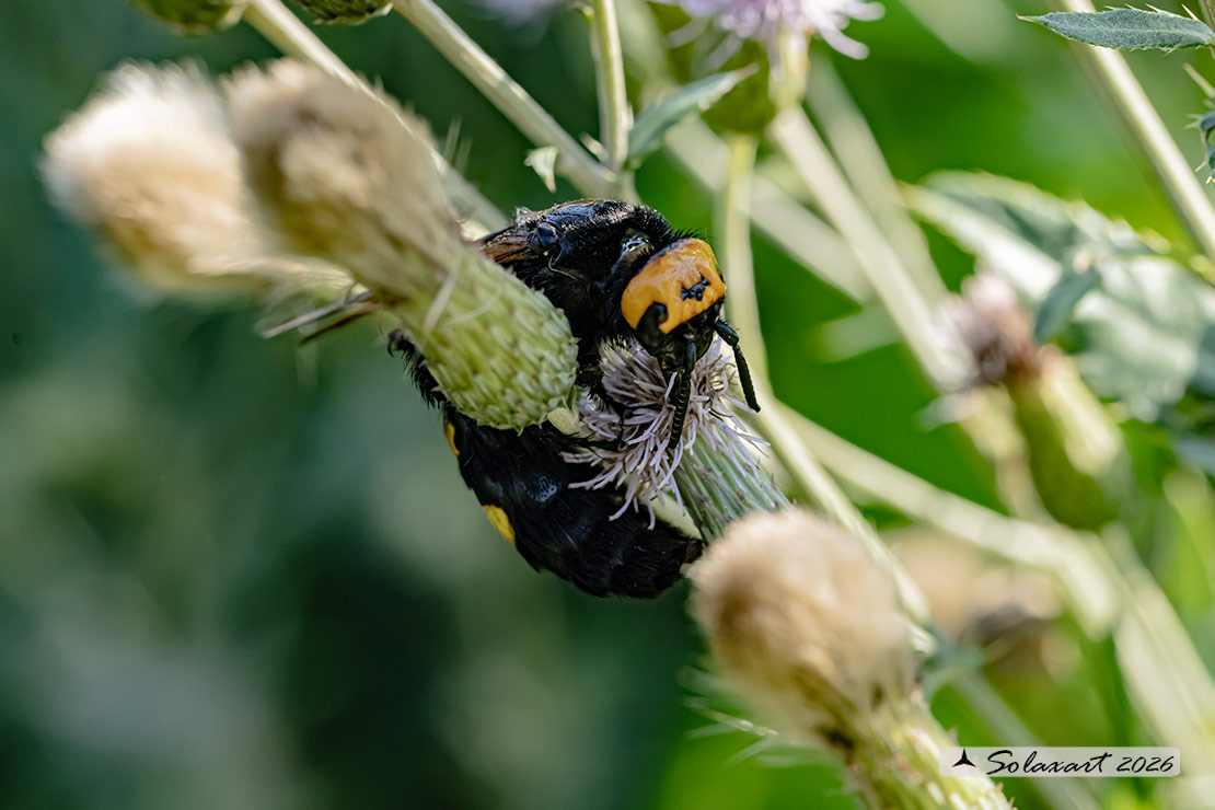 Megascolia Maculata Flavifrons