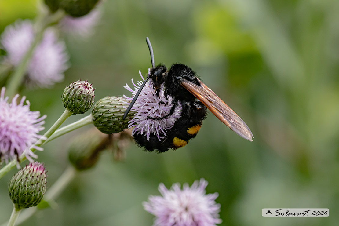 Megascolia Maculata Flavifrons