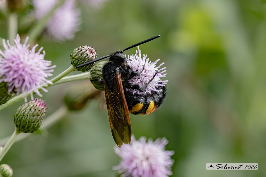 Megascolia Maculata Flavifrons