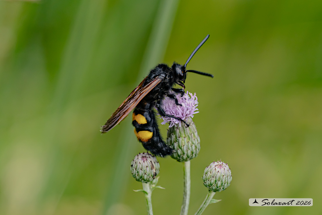 Megascolia Maculata Flavifrons
