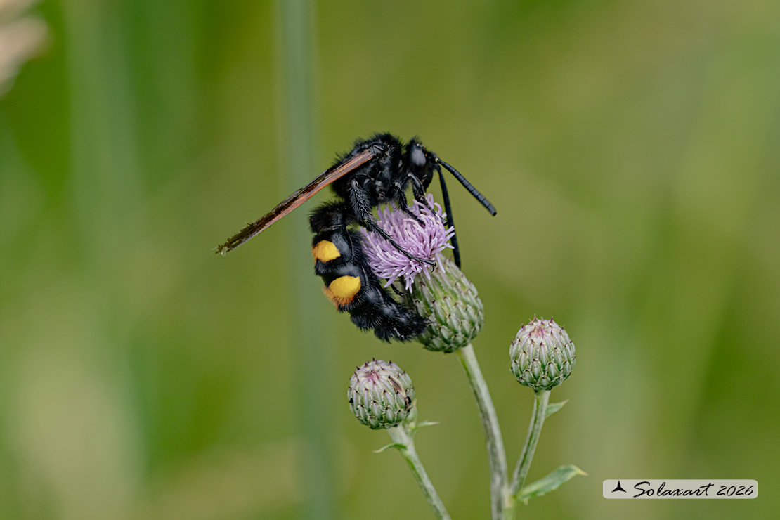 Megascolia Maculata Flavifrons
