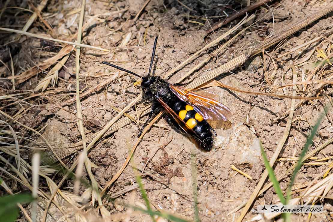 Megascolia Maculata Flavifrons