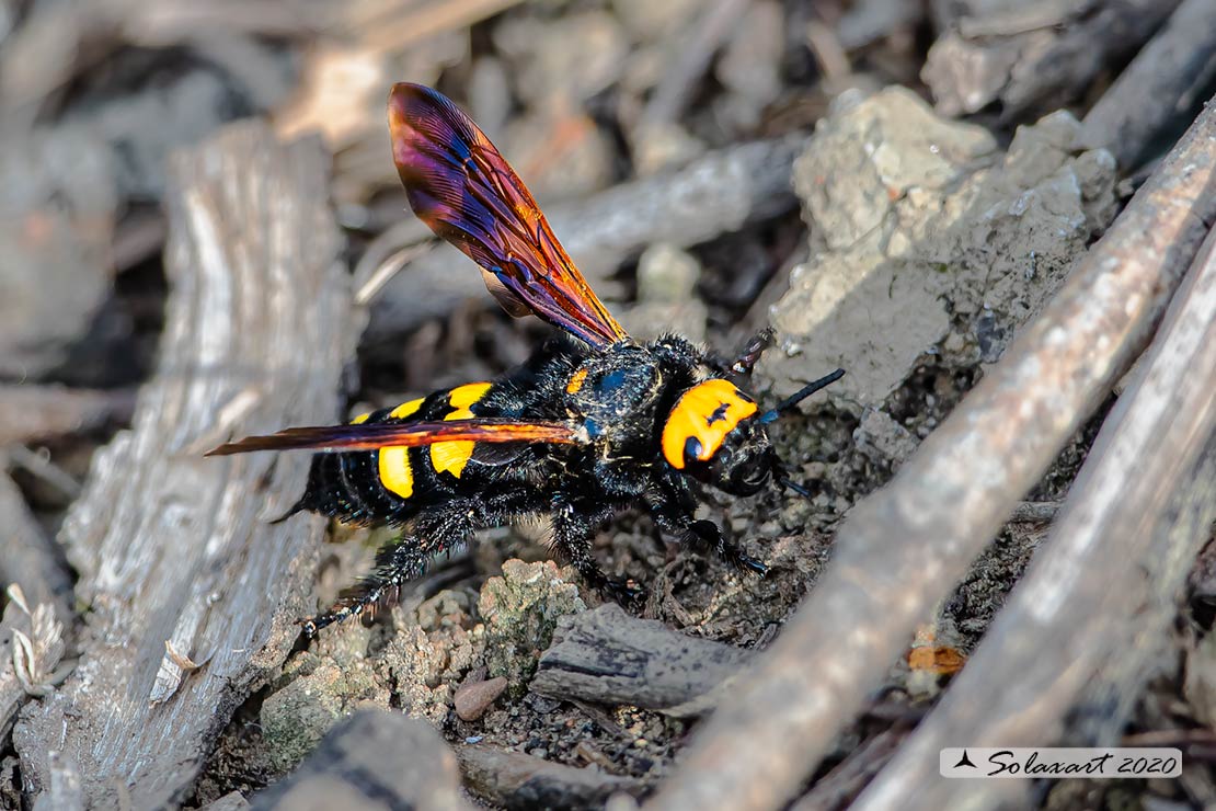 Megascolia Maculata Flavifrons