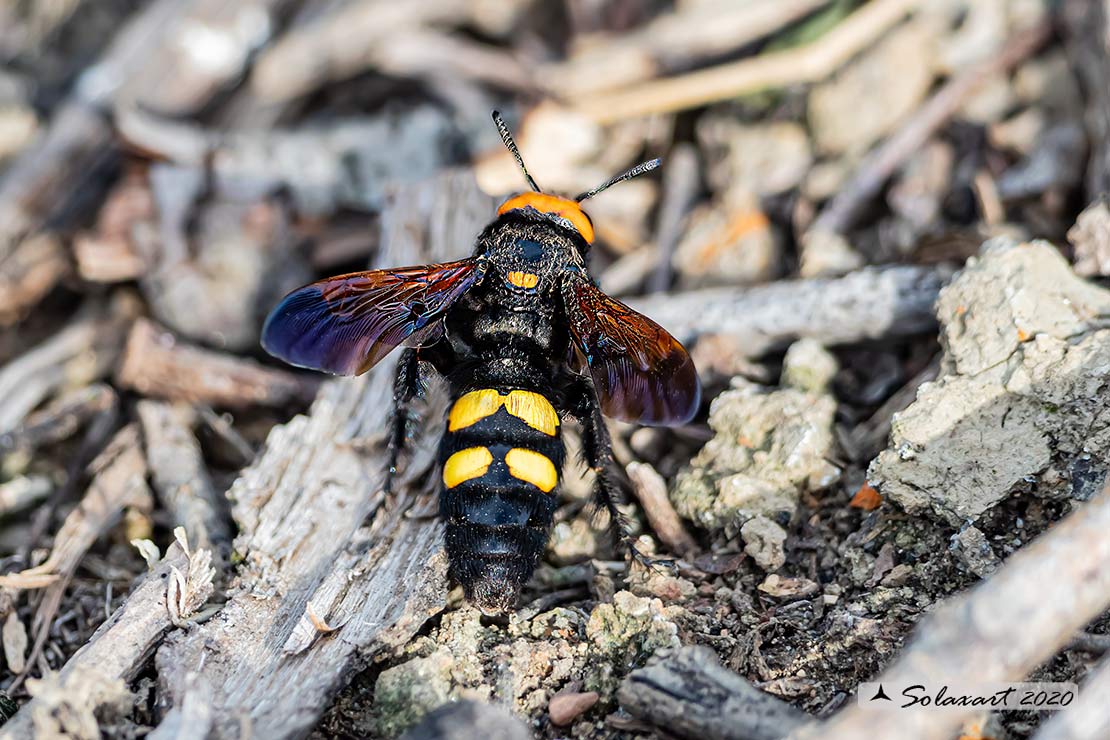 Megascolia Maculata Flavifrons