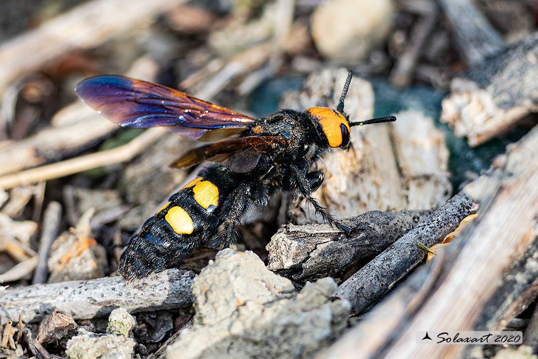 Megascolia Maculata Flavifrons