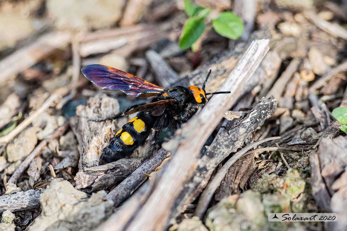 Megascolia Maculata Flavifrons