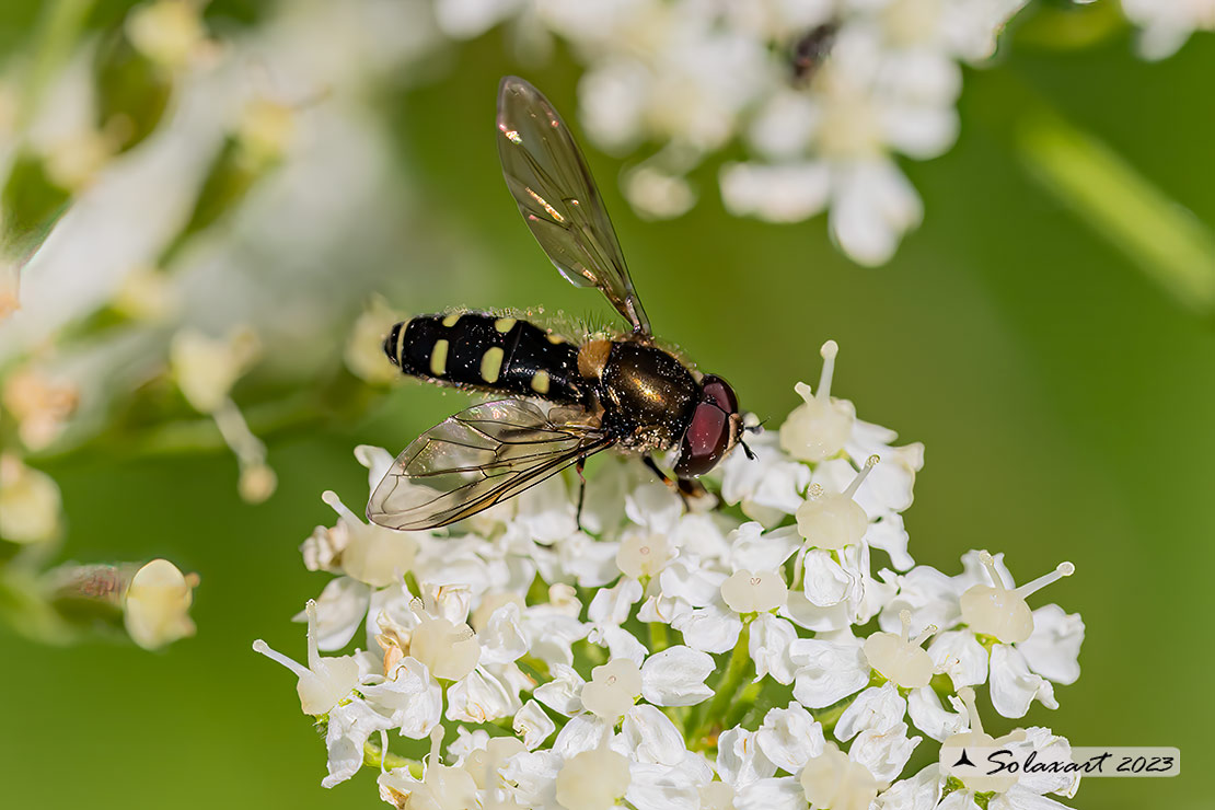 Melangyna sp.