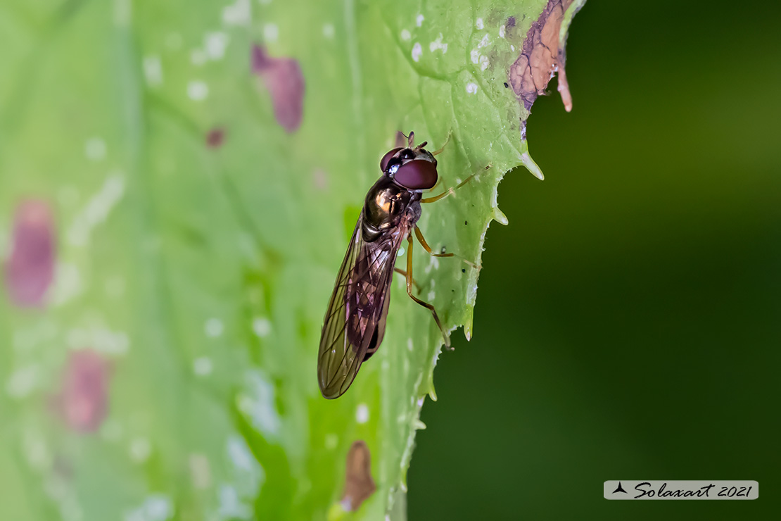 Melanostoma scalare