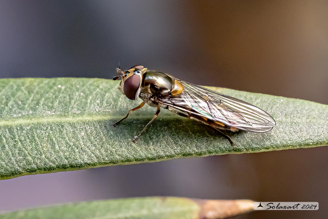 Meliscaeva auricollis