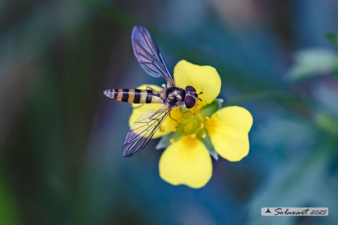 Meliscaeva cinctella