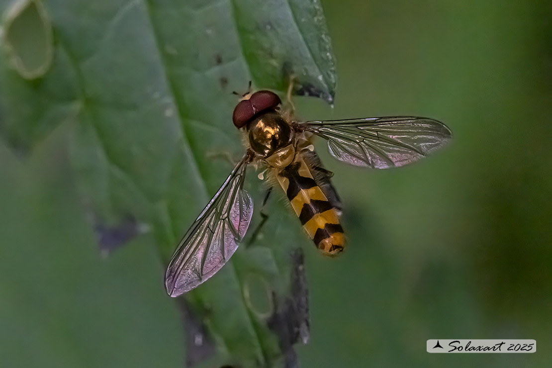 Meliscaeva cinctella