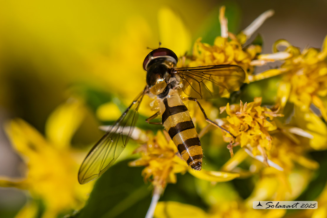 Meliscaeva cinctella