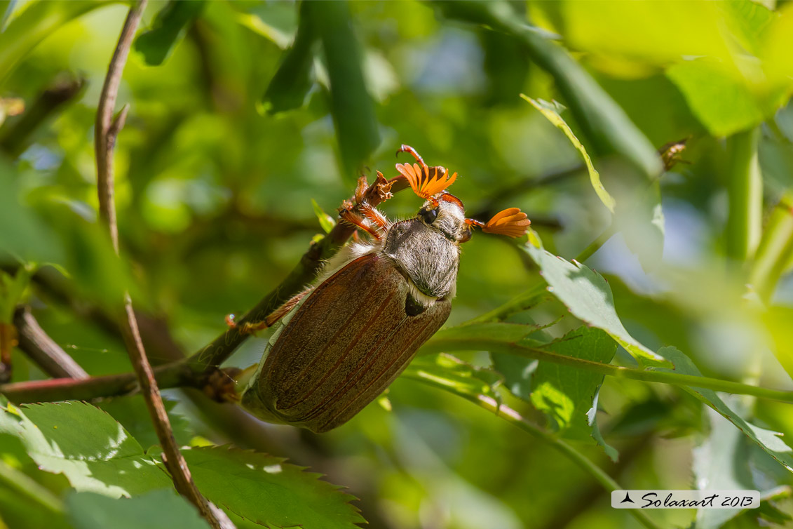 Melolontha melolontha  -  Maggiolino  -  May bug