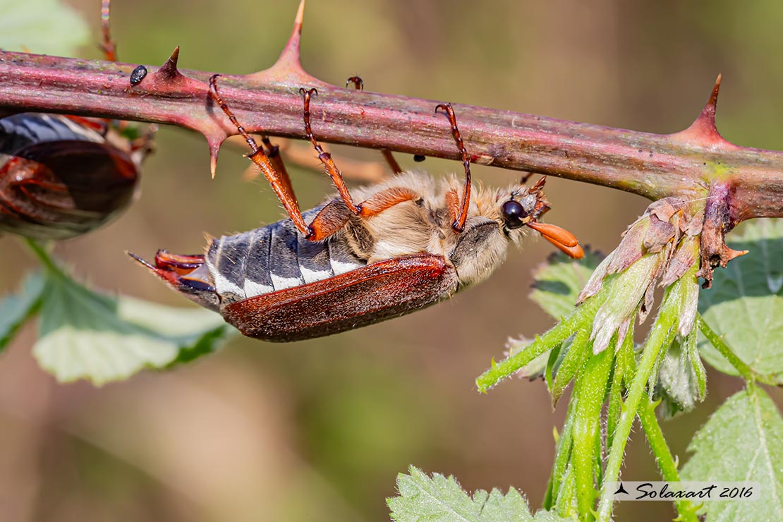 Melolontha melolontha  -  Maggiolino  -  May bug