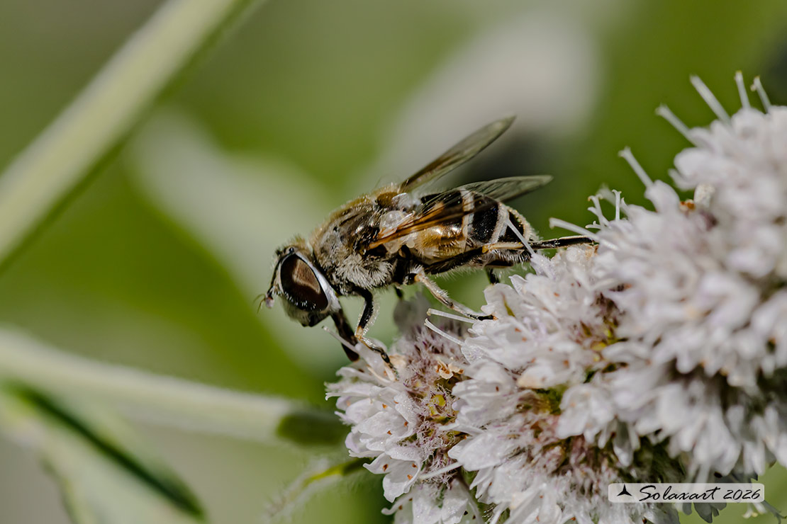 Merodon sp
