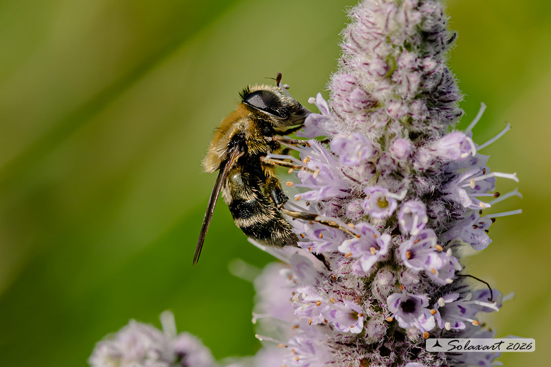 Merodon sp