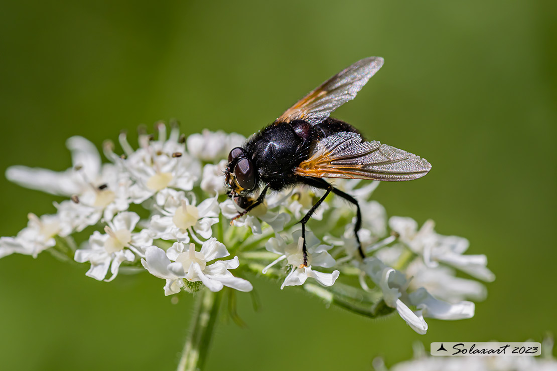 Mesembrina meridiana