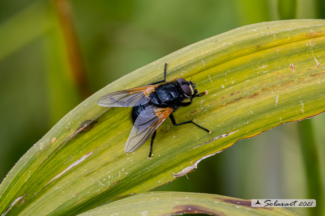 Mesembrina meridiana