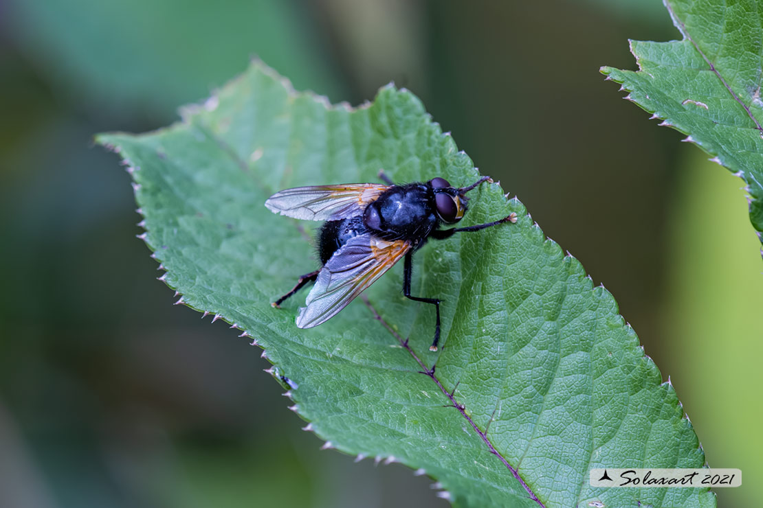 Mesembrina meridiana