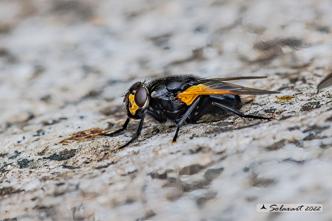 Mesembrina meridiana