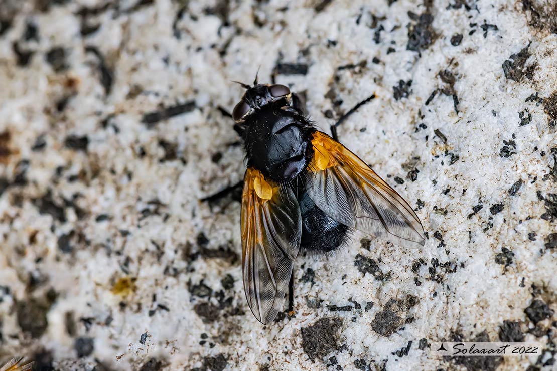 Mesembrina meridiana