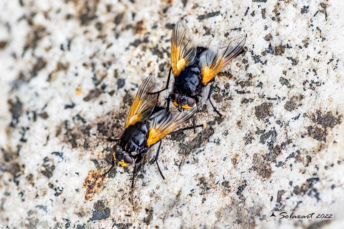 Mesembrina meridiana