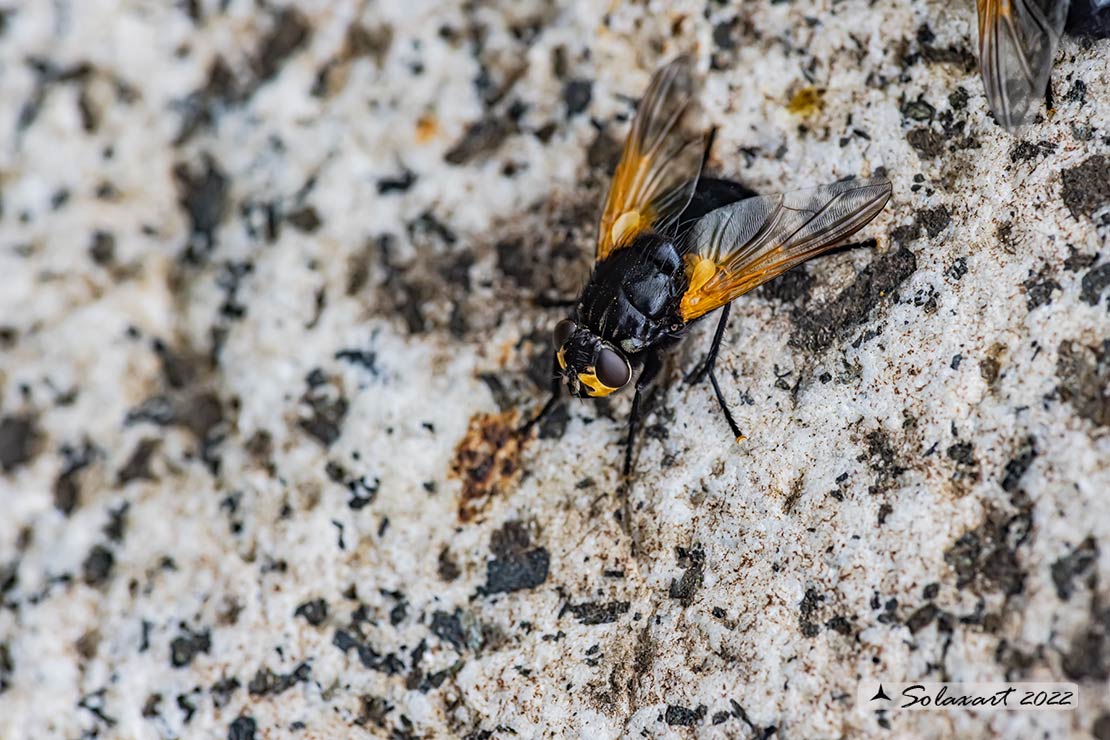 Mesembrina meridiana