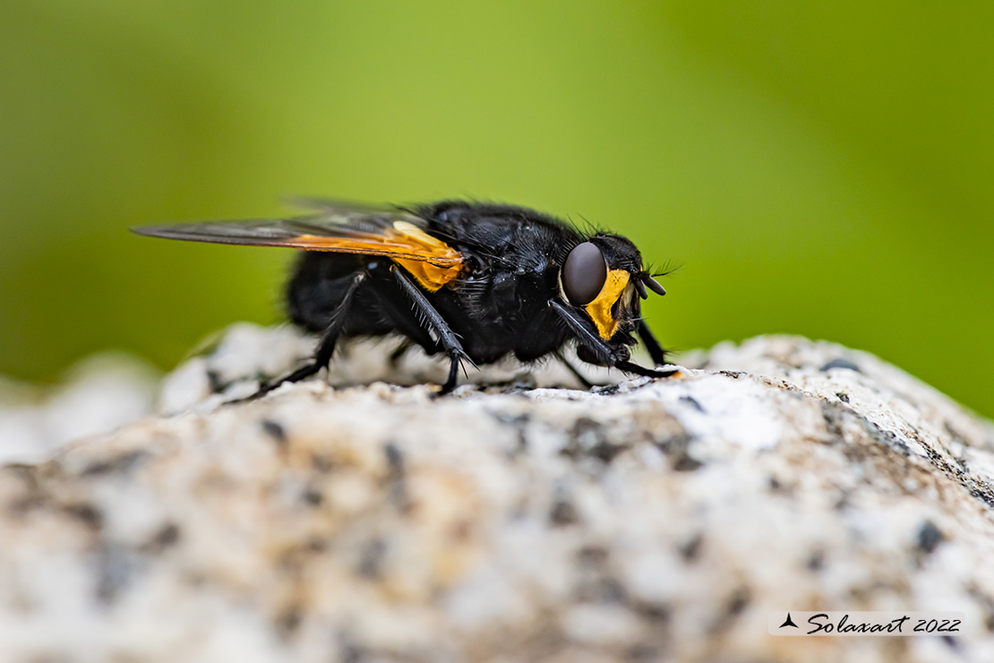 Mesembrina meridiana