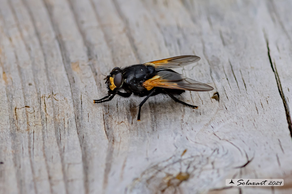 Mesembrina meridiana