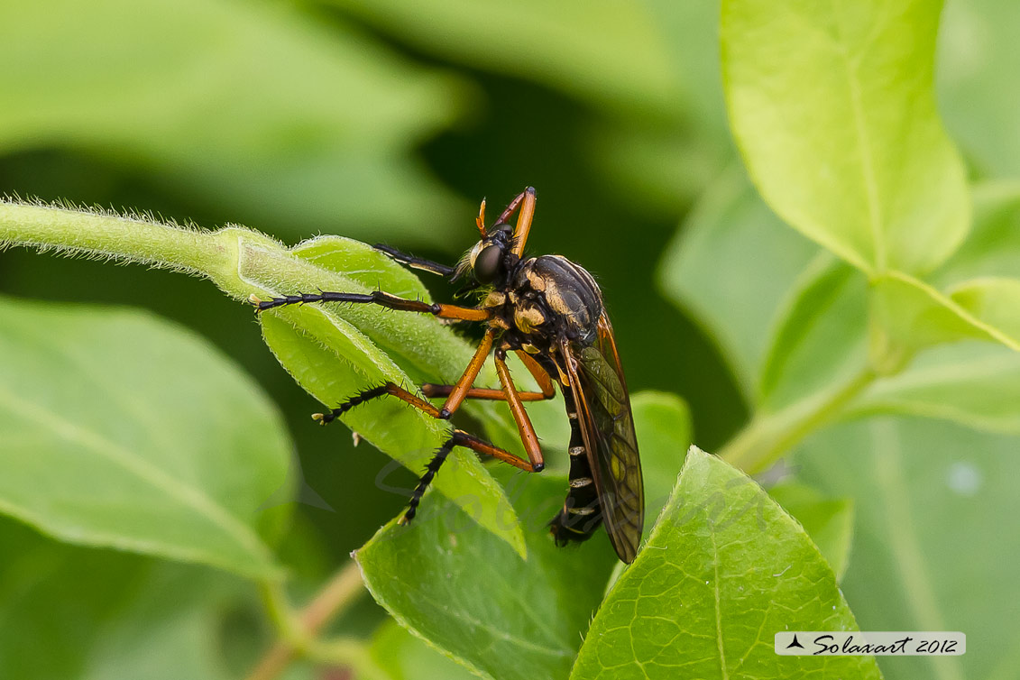 Molobratia teutonus