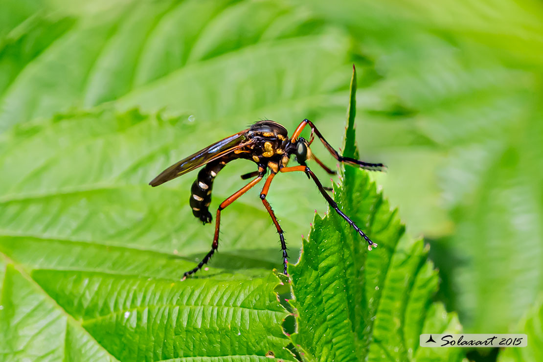 Molobratia teutonus