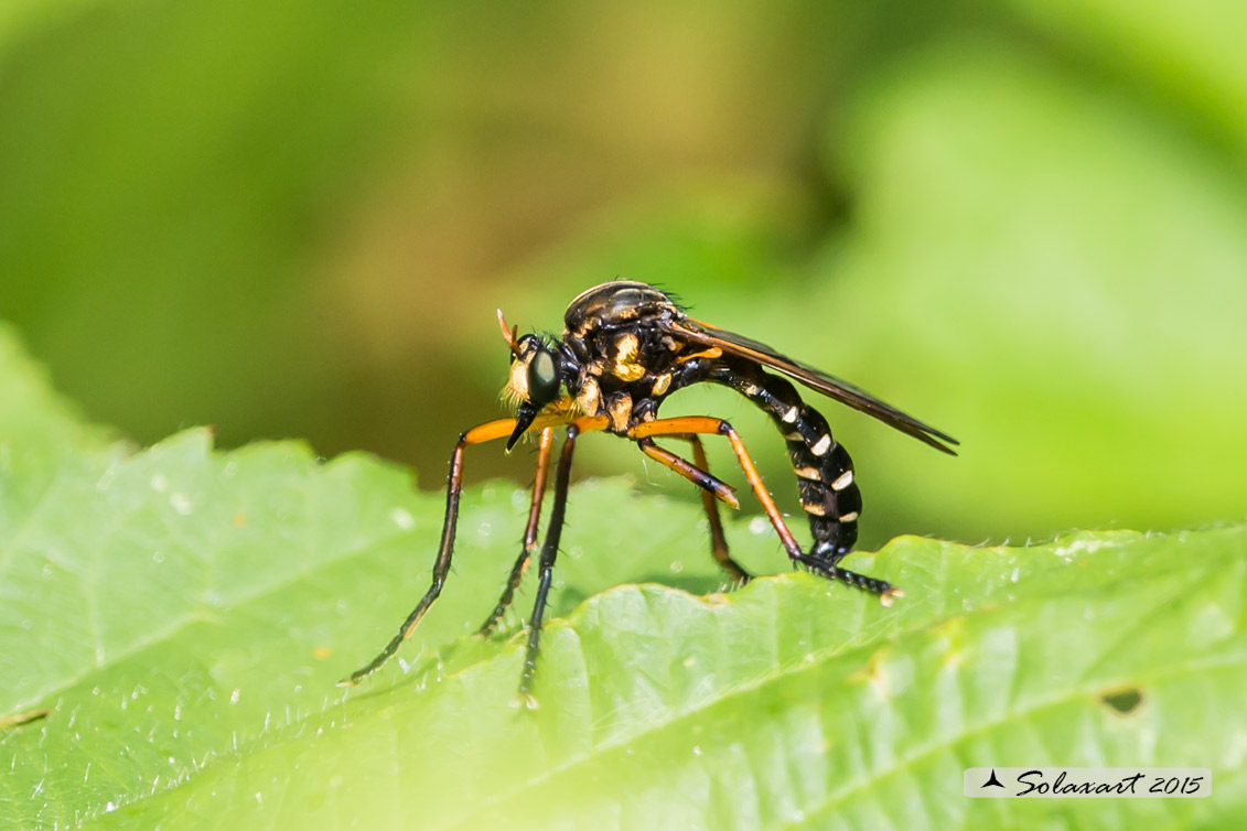 Molobratia teutonus)