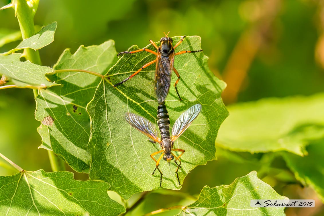 Molobratia teutonus (mating)