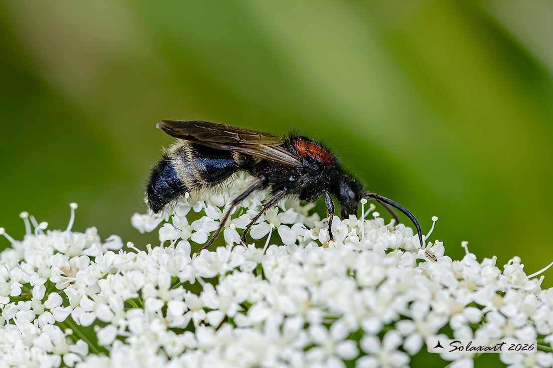 Mutilla europaea