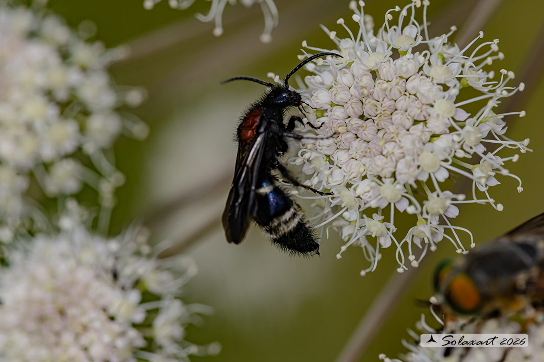 Mutilla europaea