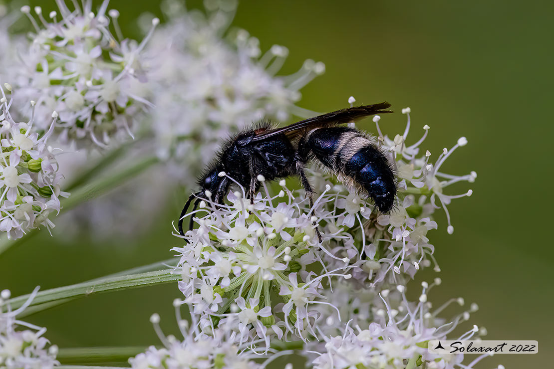 Mutilla europaea