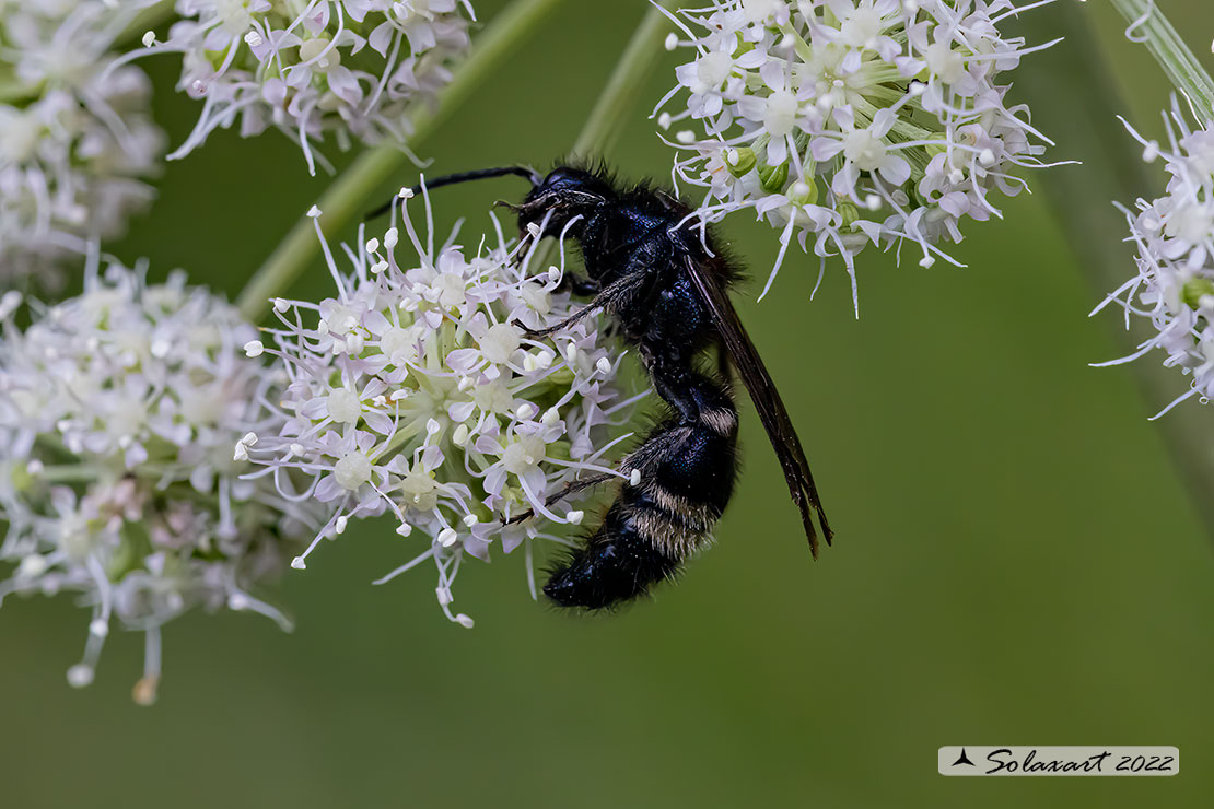 Mutilla europaea