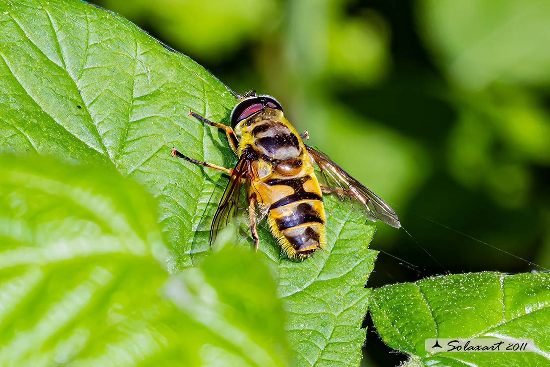 Myathropa florea