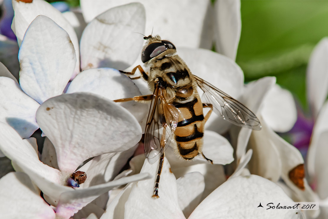 Myathropa florea