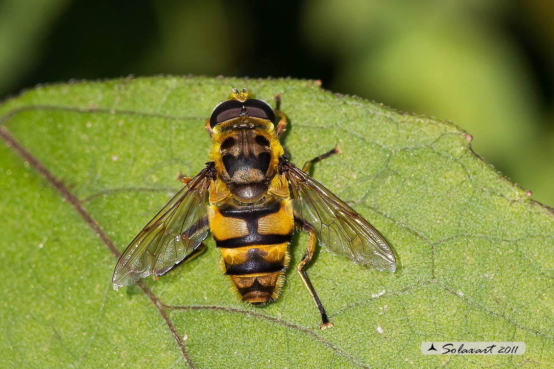 Myathropa florea