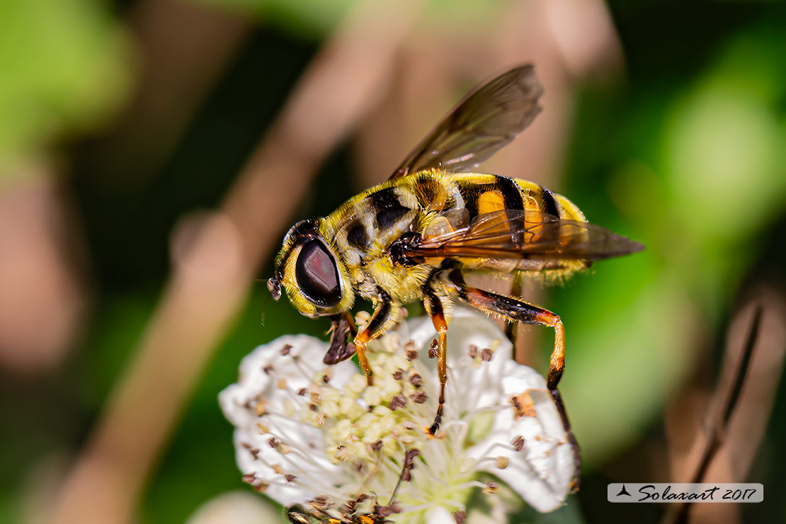 Myathropa florea