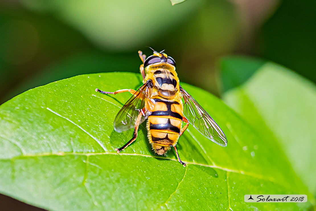 Myathropa florea