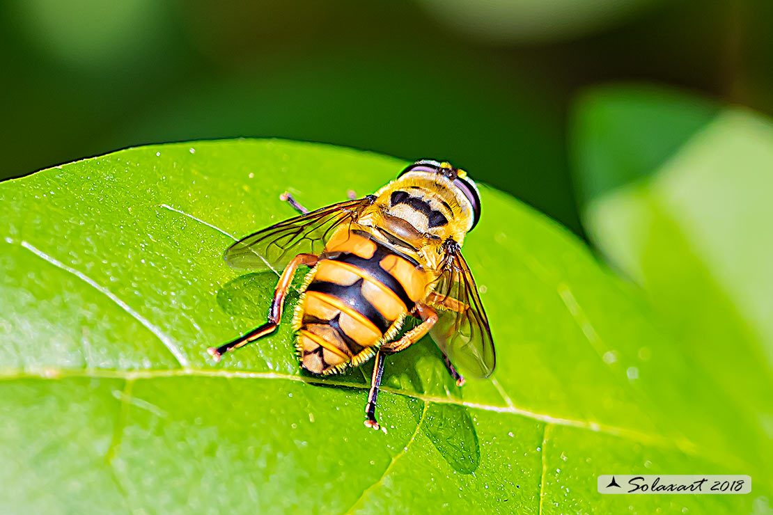 Myathropa florea