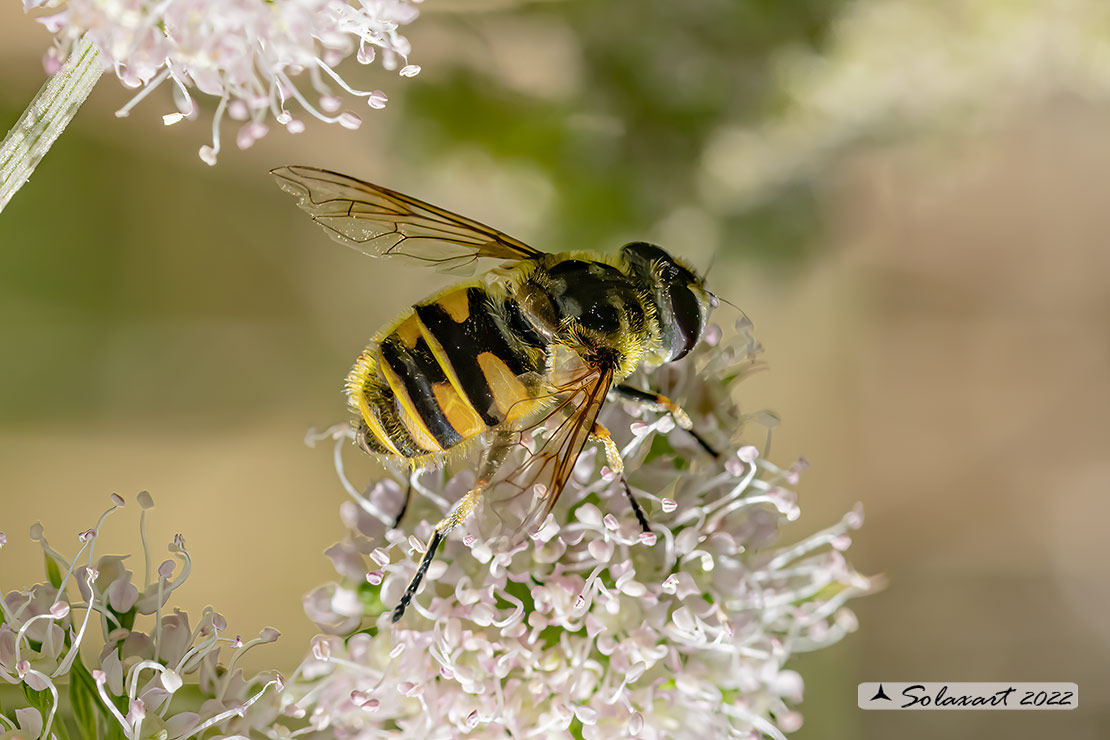 Myathropa florea